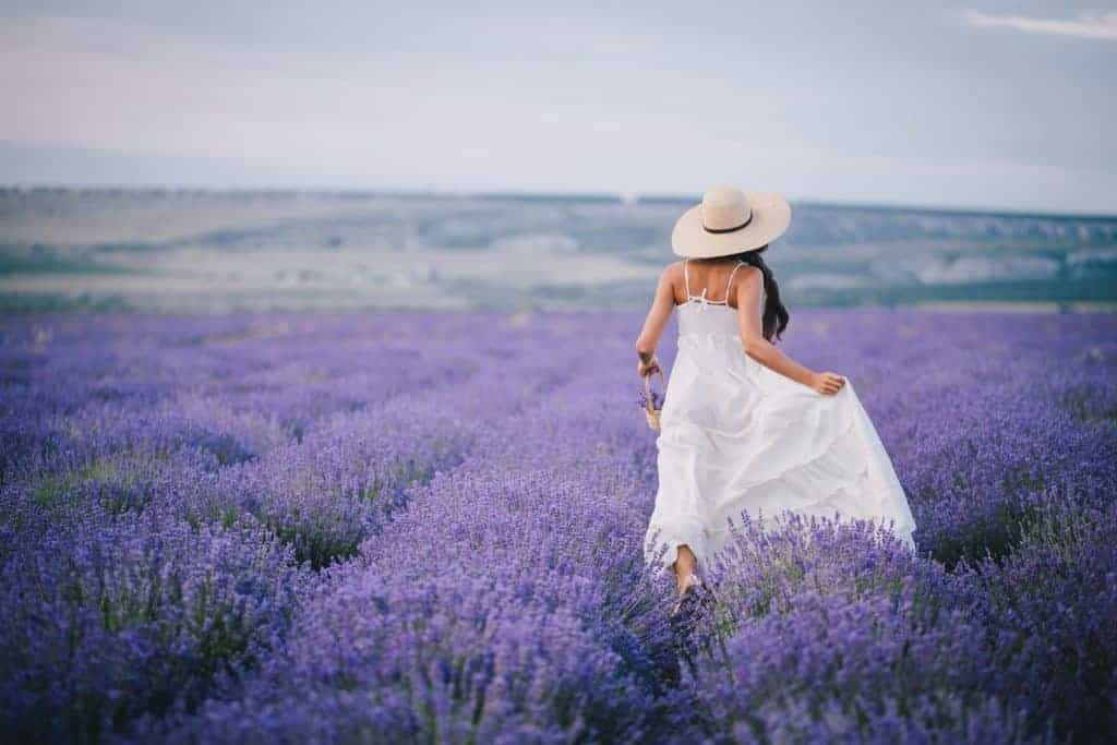 lavender field